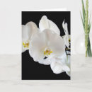 Search for phalaenopsis cards Orchids