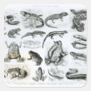 Search for zoology stickers Amphibian