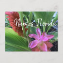 Search for florida postcards Floral