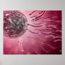 Search for neuroanatomy posters Illustration