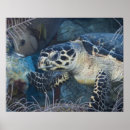 Search for hawksbill posters Wildlife