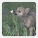 Search for wolf and mountains stickers Nature