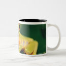 Search for red eye tree frog mugs Nature