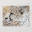 Search for animal face postcards Big cat