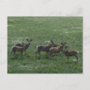 Search for buck mule deer postcards Wildlife