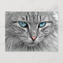 Search for blue eyes postcards Cat