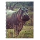 Search for hippos notebooks Africa