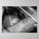 Search for ant posters Black