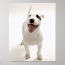 Search for front view art Animal