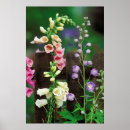 Search for delphinium art Garden
