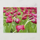 Search for spring bloom postcards Photograph