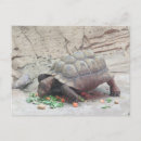 Search for tortoises postcards Reptiles