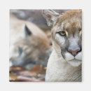 Search for threat magnets Animal