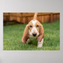 Search for bassets posters Pets