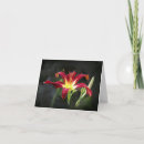 Search for hemerocallis cards Flora