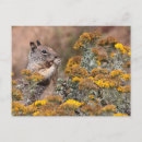 Search for wildanimals Wildlife
