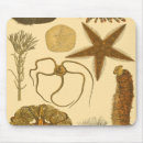 Search for algae mousepads Anemone