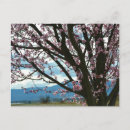 Search for cherry blossom postcards Tree