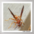 Search for wasps posters Insect