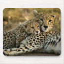Search for cheetah mousepads Cubs