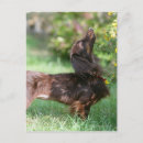 Search for miniature long haired dachshunds postcards Chocolate and tan