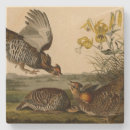 Search for chicken coasters Illustration