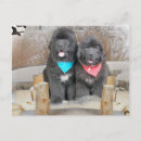 Search for newfies postcards Newfy