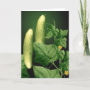 Search for cucumber cards Garden