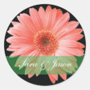 Search for gerber daisy labels Daisies