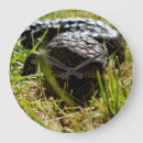 Search for lizard clocks Reptile