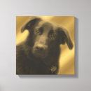 Search for lab photography Cute
