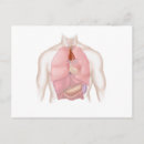 Search for digestion postcards Healthcare