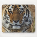 Search for panthera mousepads Animal