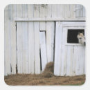 Search for stick on stickers Horse