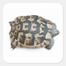 Search for turtle pattern stickers Reptile