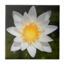 Search for water lily tiles Flower