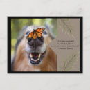 Search for small dog postcards Nature