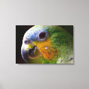 Search for parrots canvas prints Animal
