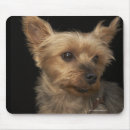 Search for yorkie dog mousepads Dogs