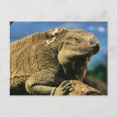 Search for iguana postcards Green