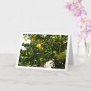 Search for lemon tree cards Plants