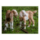 Search for cute baby goat posters Goats
