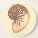 Search for conch coasters Ocean