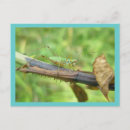 Search for grasshoppers postcards Bug