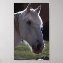 Search for muzzle posters Horse