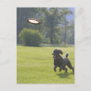Search for frisbees postcards Flying