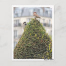 Search for tier postcards Fotografie