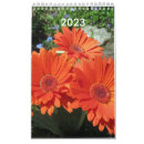 Search for single flower photography Daisy