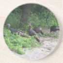 Search for turkeys coasters Wildlife