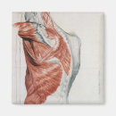 Search for anatomy magnets Muscle